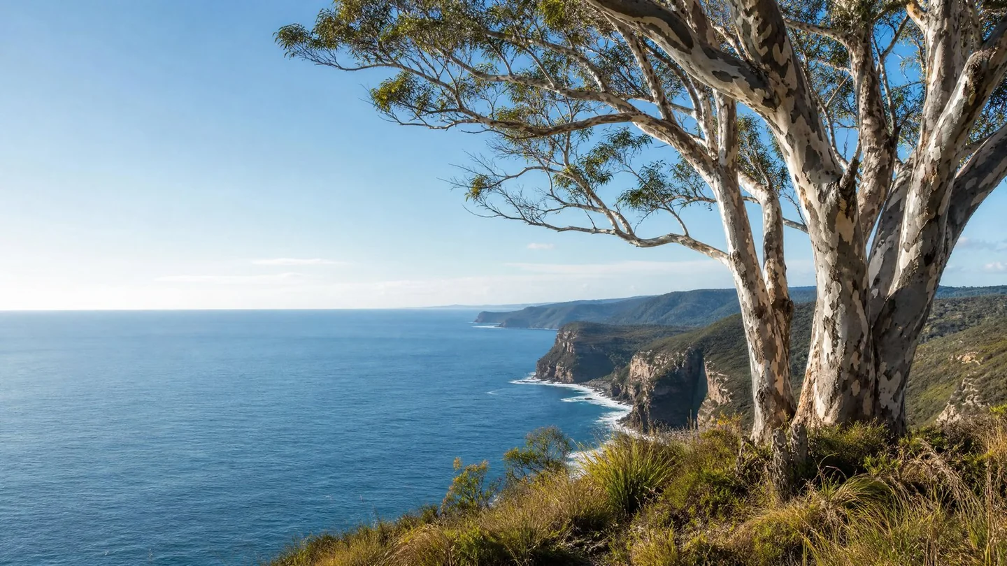 Cover image for Where ancient spotted gums meet the edge of the dramatic South Coast