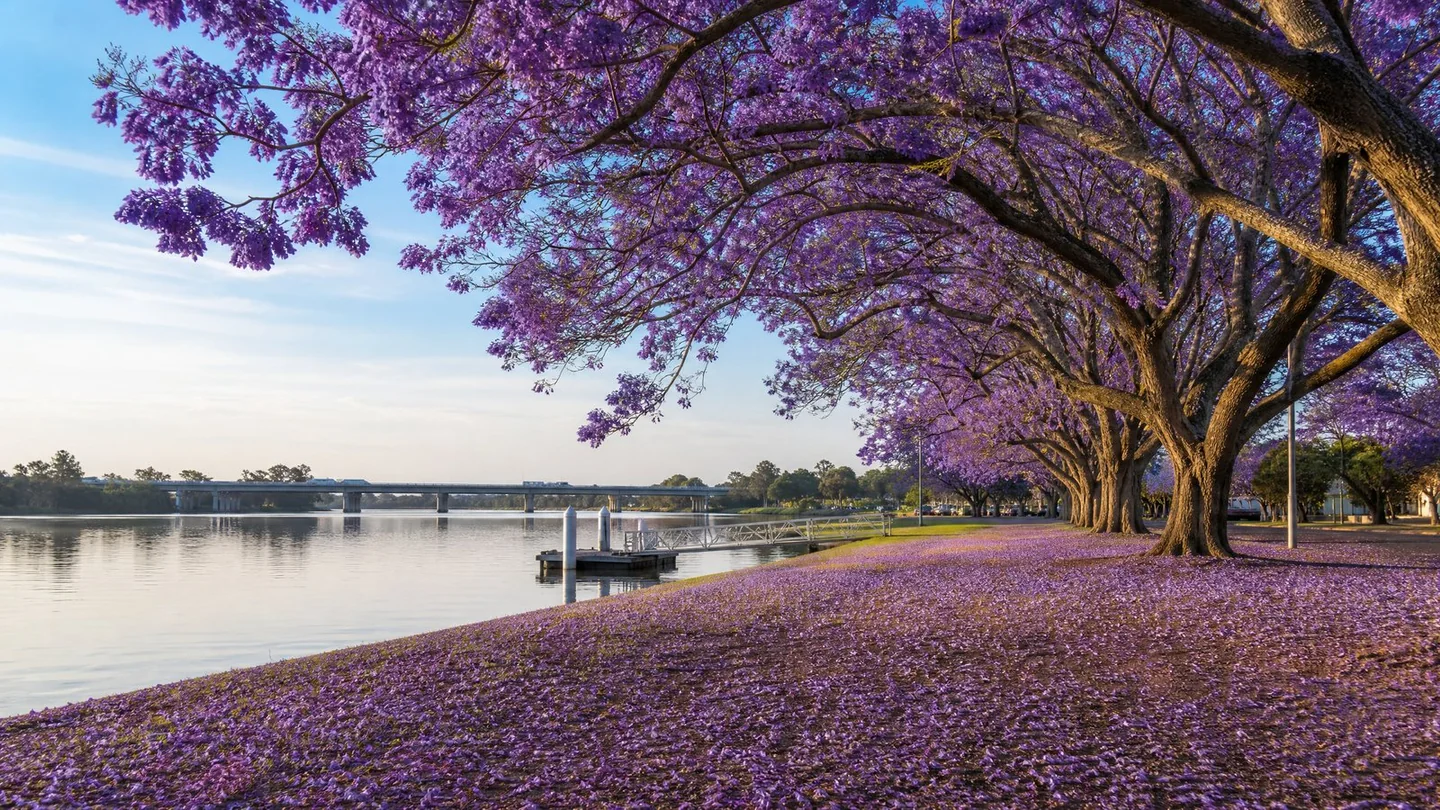 Cover image for Experience the lilac bloom and riverside heritage of historic Grafton