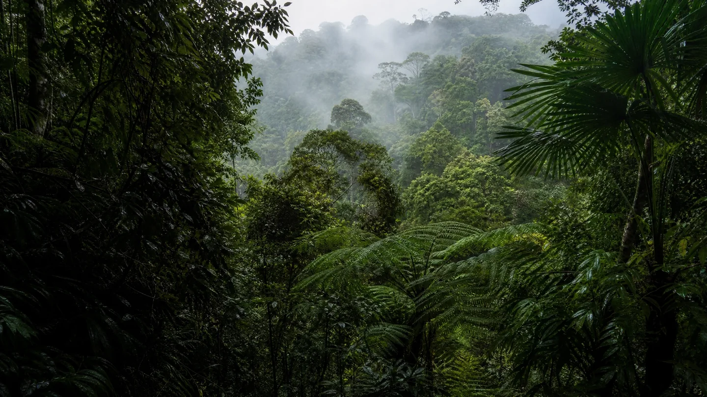 Cover image for The Green Memory of Gondwana