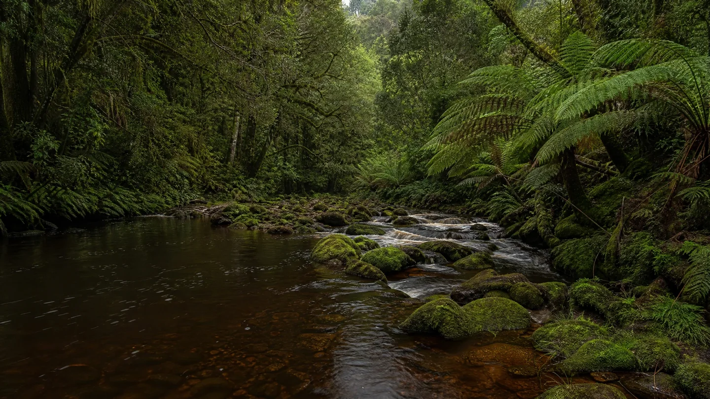 Cover image for The Quiet Breath of Gondwana