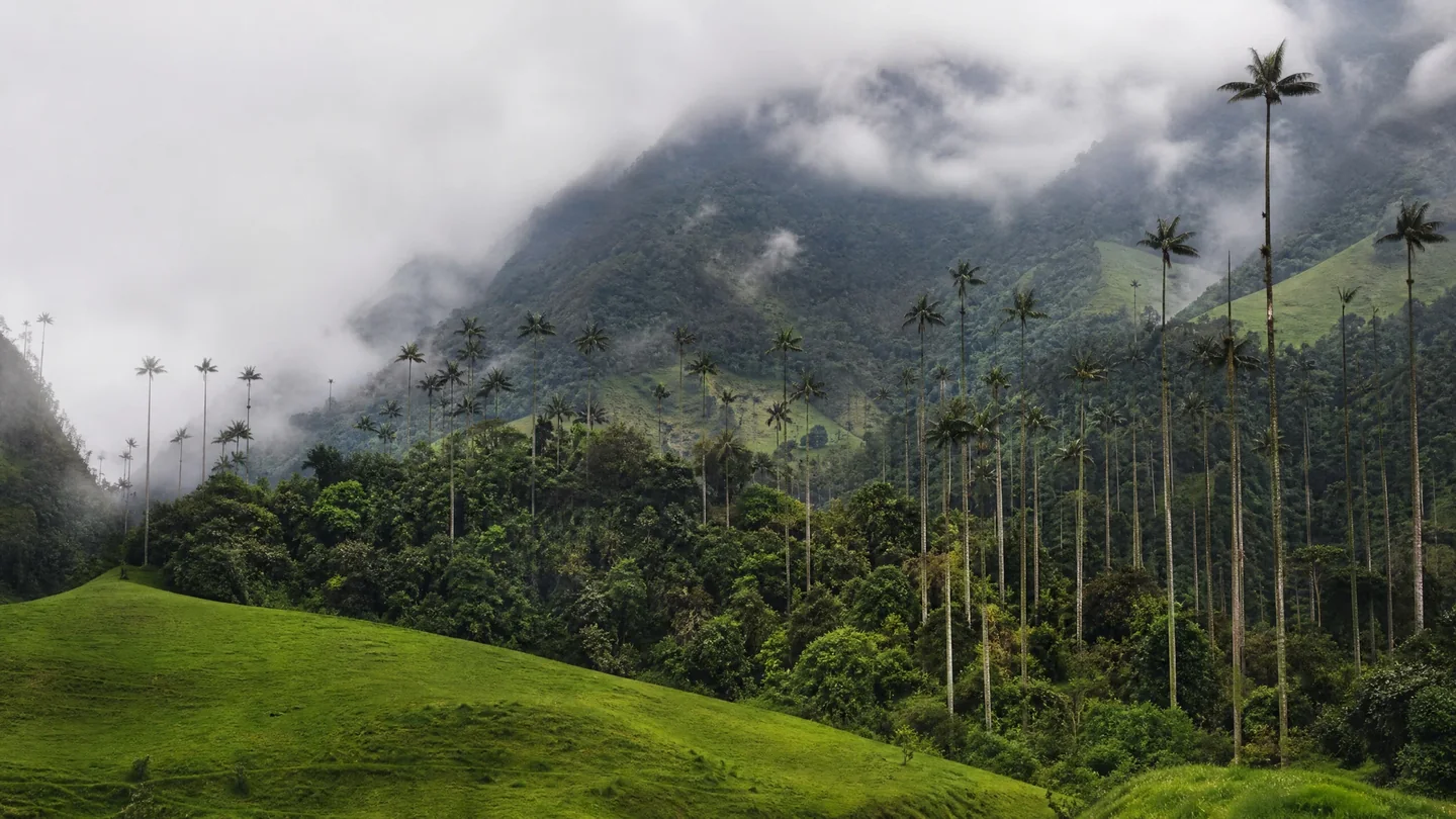 Cover image for The Sentinels of the Sky: Searching for Stillness in Colombia’s Cocora Valley