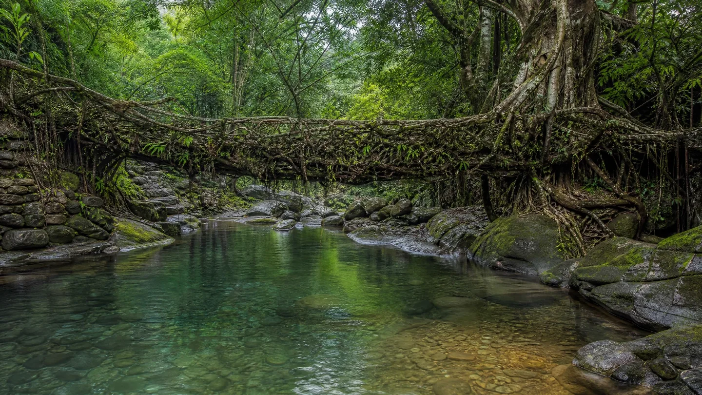 Cover image for The living architecture of Meghalaya where ancient roots bind the rainforest together