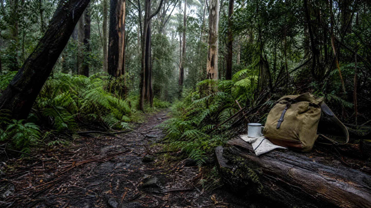 Cover image for The Emerald Silence of Watagans: A Wistful Journey to the Moss-Covered Walls of an Ancient Timber Sanctuary
