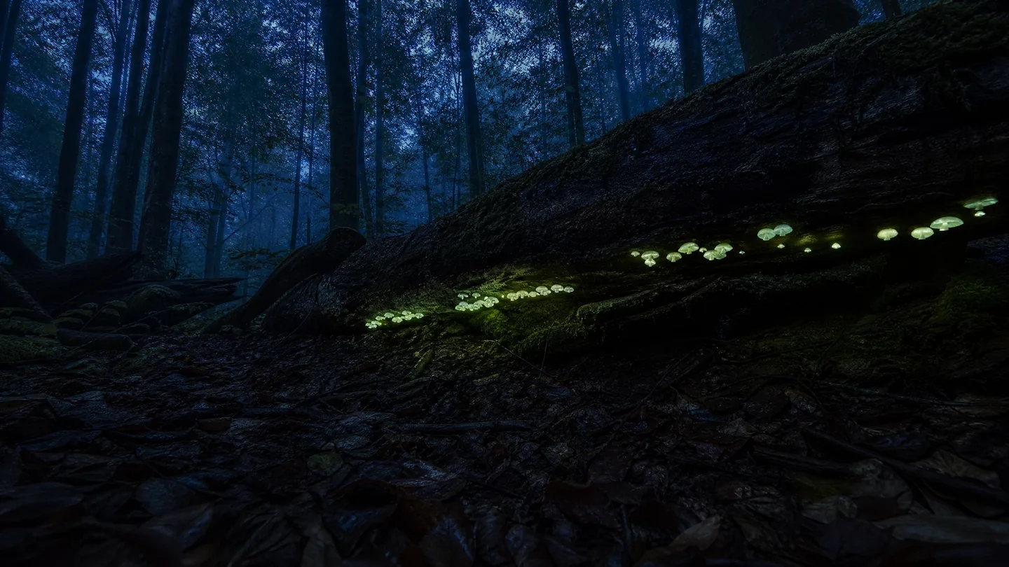 Cover image for The Ghostly Lanterns of the Understory: How Bioluminescent Fungi Illuminate the Hidden Alchemy of Forest Decay and Renewal