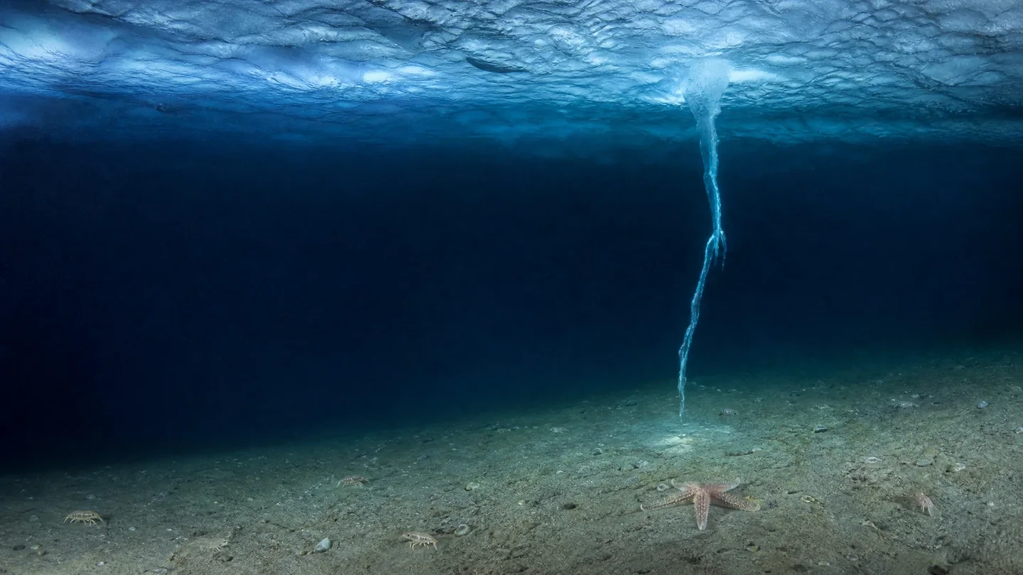 Cover image for The Ethereal Descent of the Polar Sea Stalactite: How Brinicles Sculpt Frozen Architecture Beneath the Arctic Tides