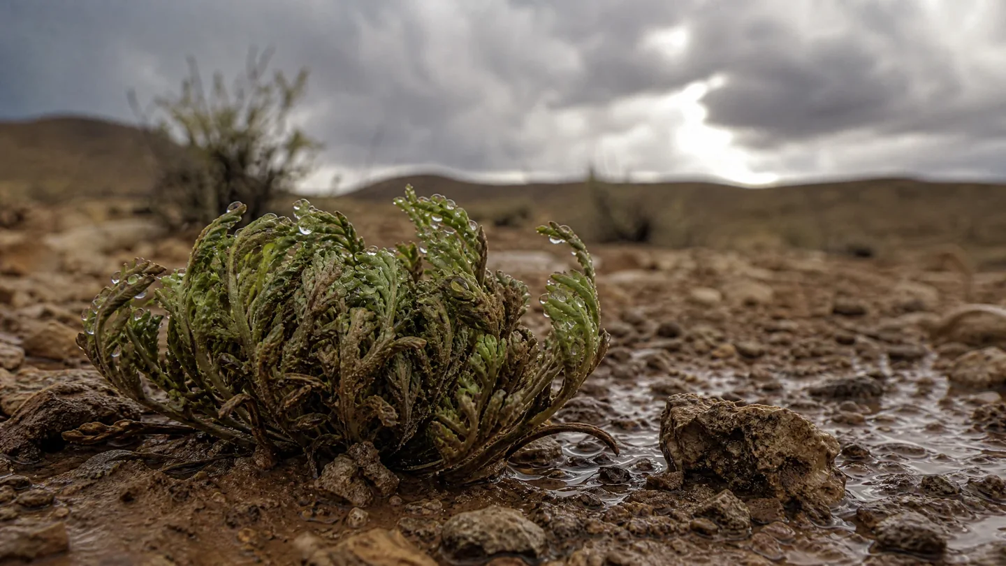 Cover image for The Botanical Art of Suspended Animation: How the Resurrection Plant Defies the Desert’s Lethal Grip Through Molecular Glass