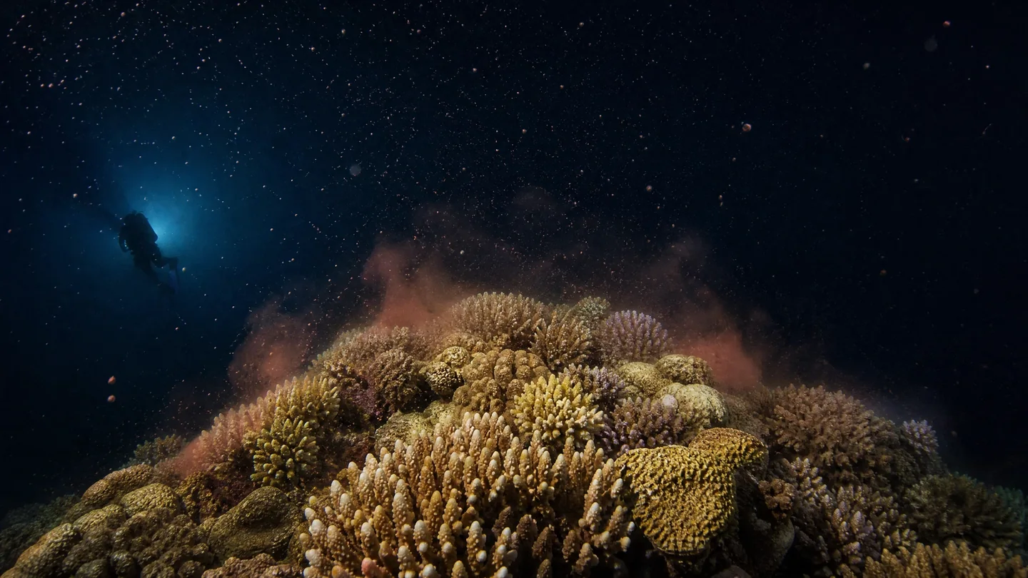 Cover image for Celestial Rhythms and the Midnight Blizzard: How the Great Barrier Reef Dances to the Music of the Moon