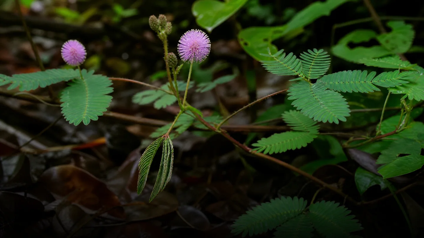 Cover image for The Silent Recall: How the Sensitive Mimosa Pudica Redefines the Limits of Botanical Intelligence and Memory