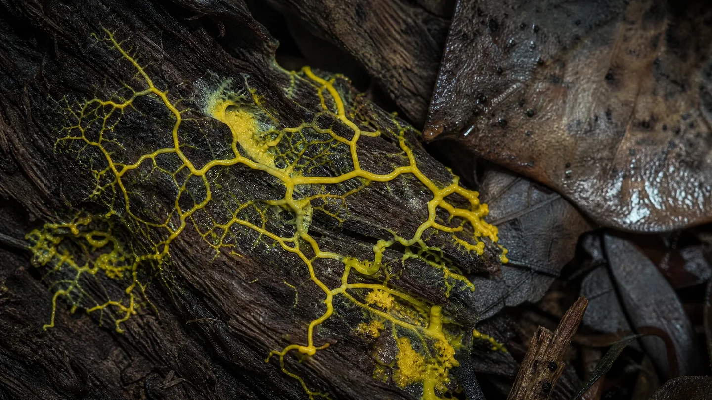 Cover image for The Externalized Intelligence of a Brainless Architect: How Slime Moulds Navigate the World Through Living Maps and Slime
