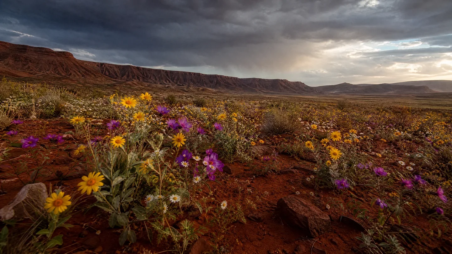 Cover image for A Symphony of Silence Broken by Storms: The Fleeting Majesty of Earth’s Rarest Desert Wildflower Superblooms