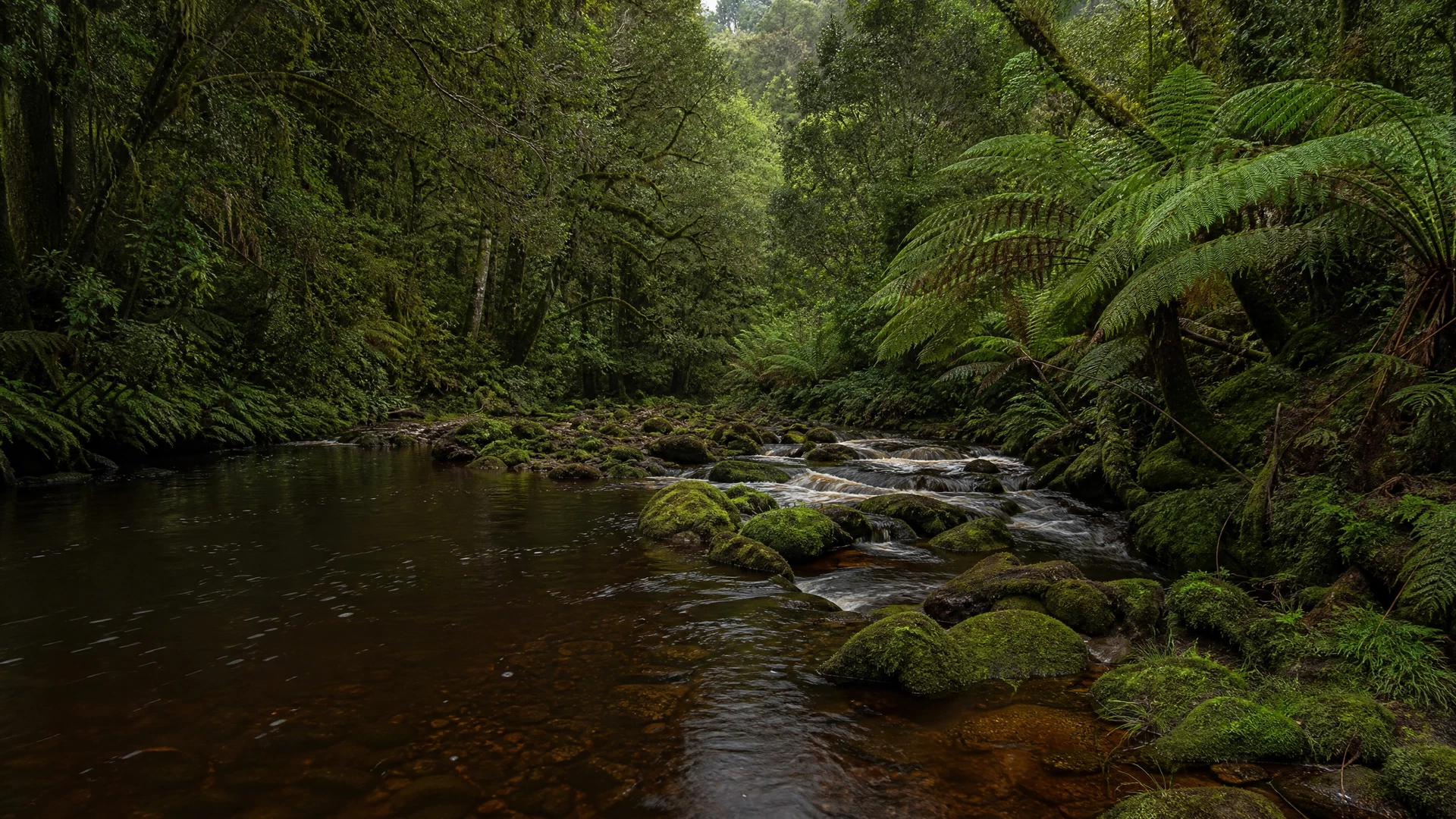 Cover image for The Quiet Breath of Gondwana